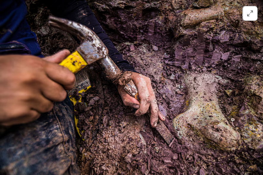 Screenshot 2026 03 14 at 10 42 17 Dinosaur fossils in Brazil reveal new giant species Reuters
